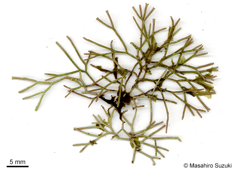 シマソデガラミ Actinotrichia robusta